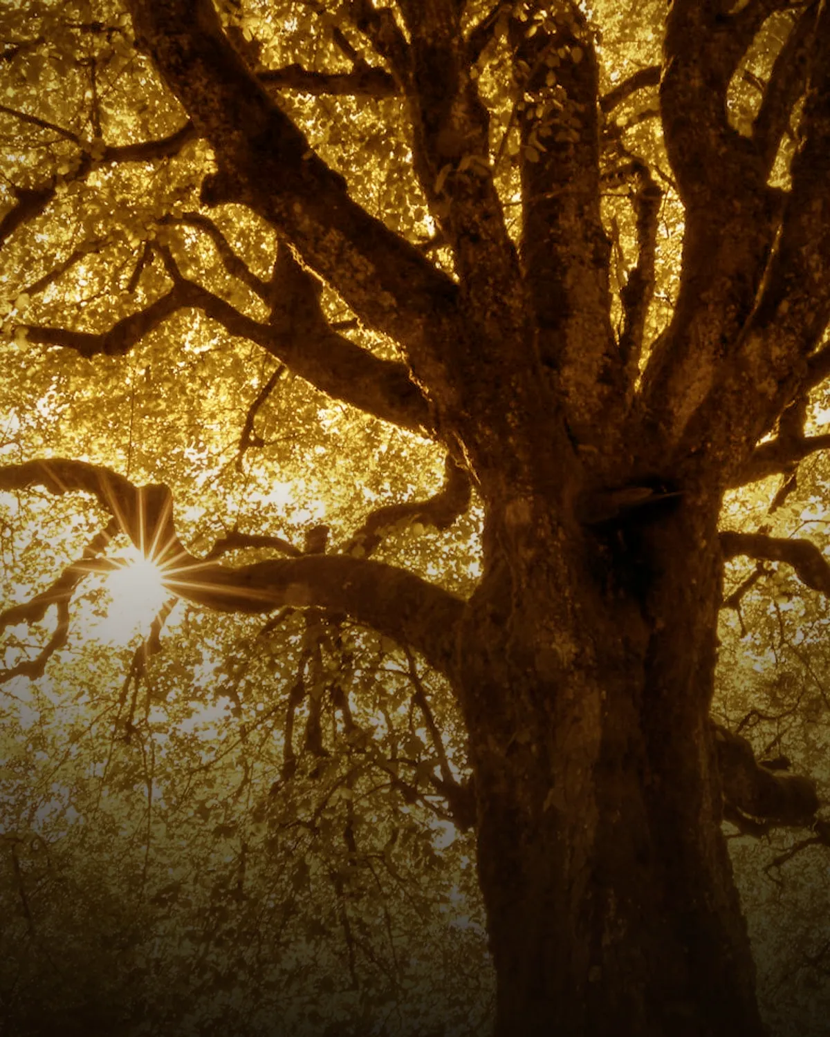 Toronto coffee scene